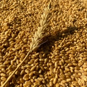 Wheat 5kg