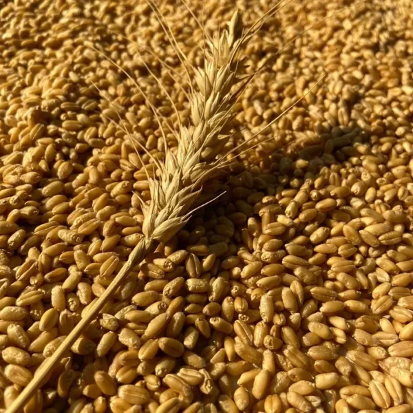 Wheat 5kg